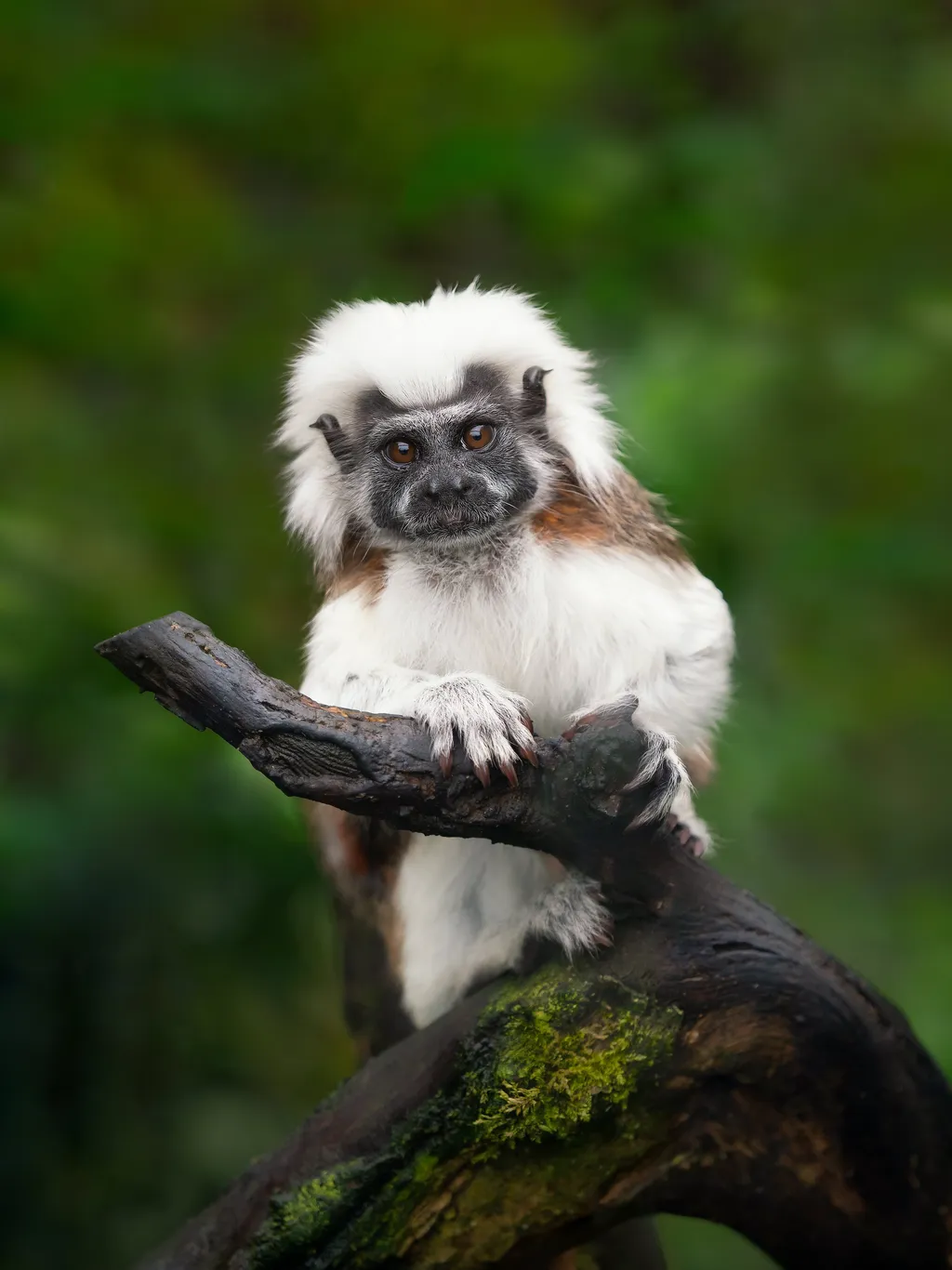 Cotton-Top Tamarin