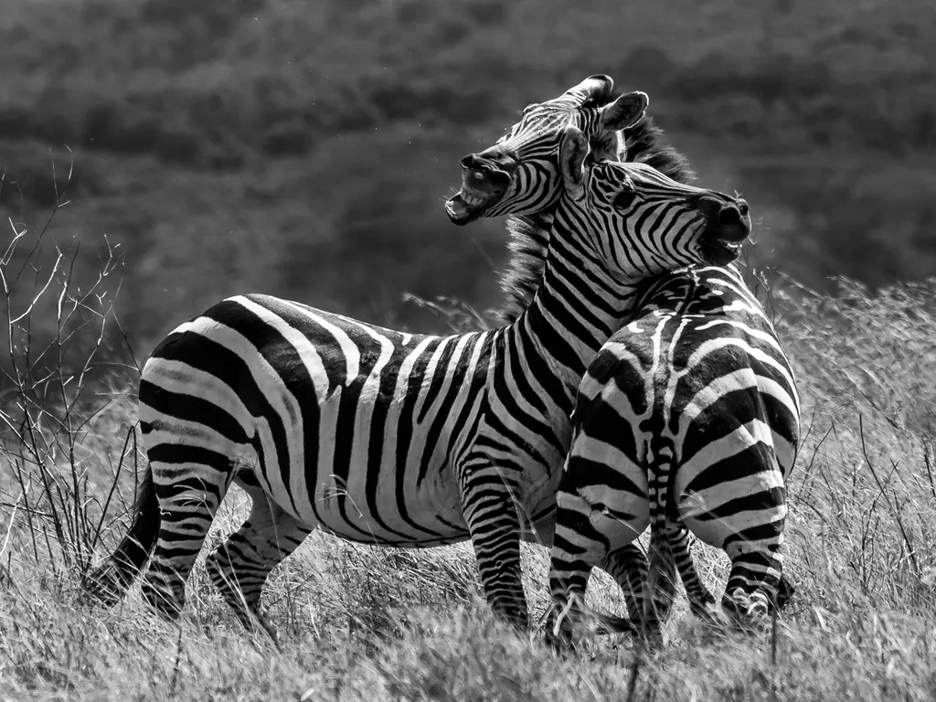 Fighting Zebras
