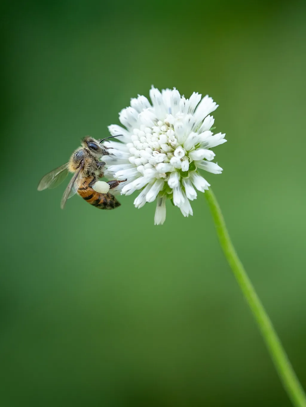 Honey Bee