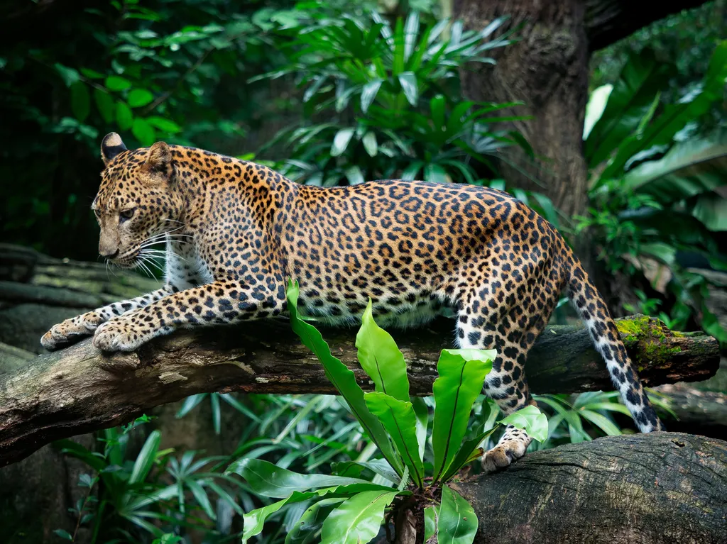 Jaguar at Singapore Zoo