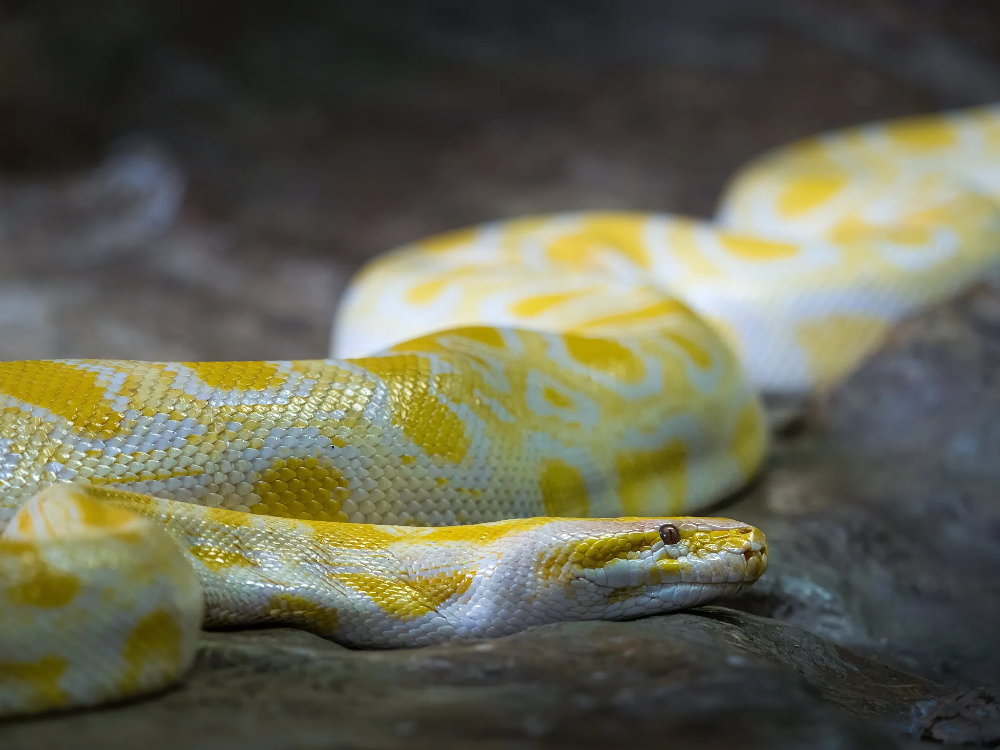 Albino Burmese Python