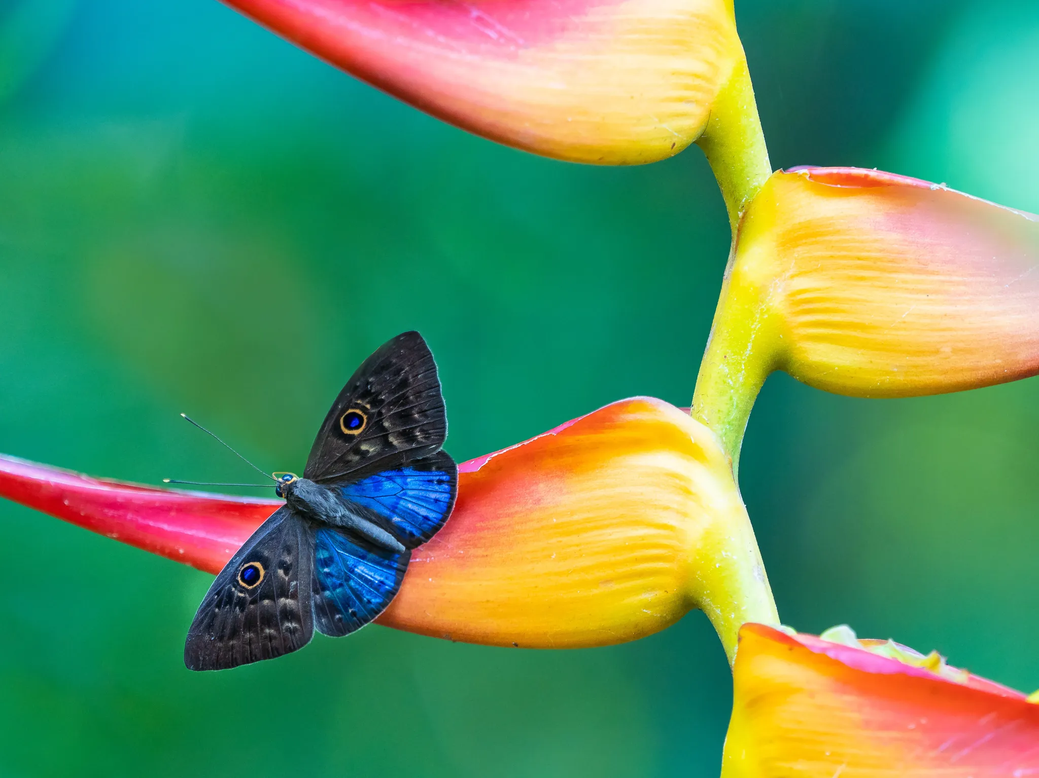 Blue-Winged Eurybia