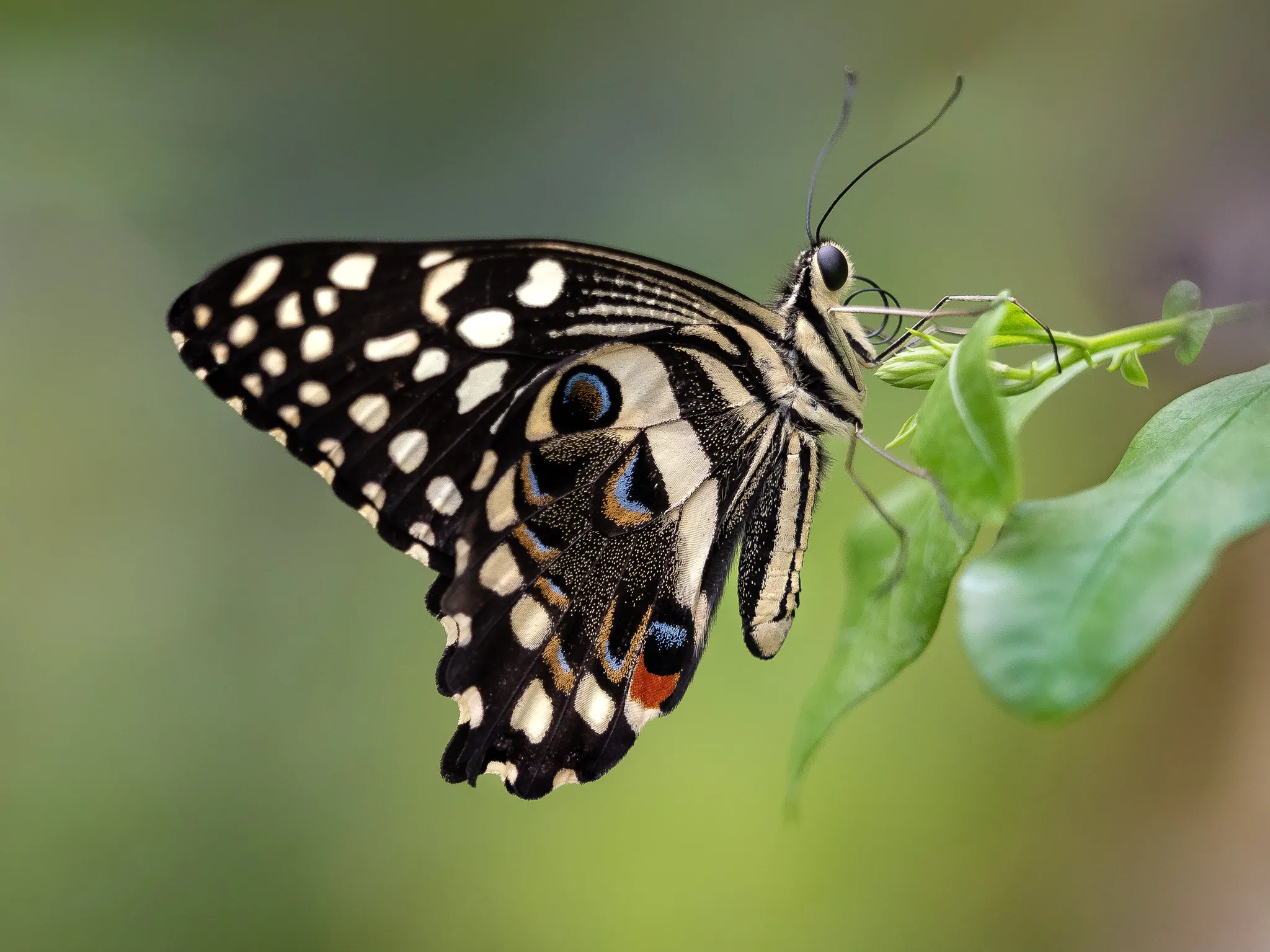 Chequered Swallowtail