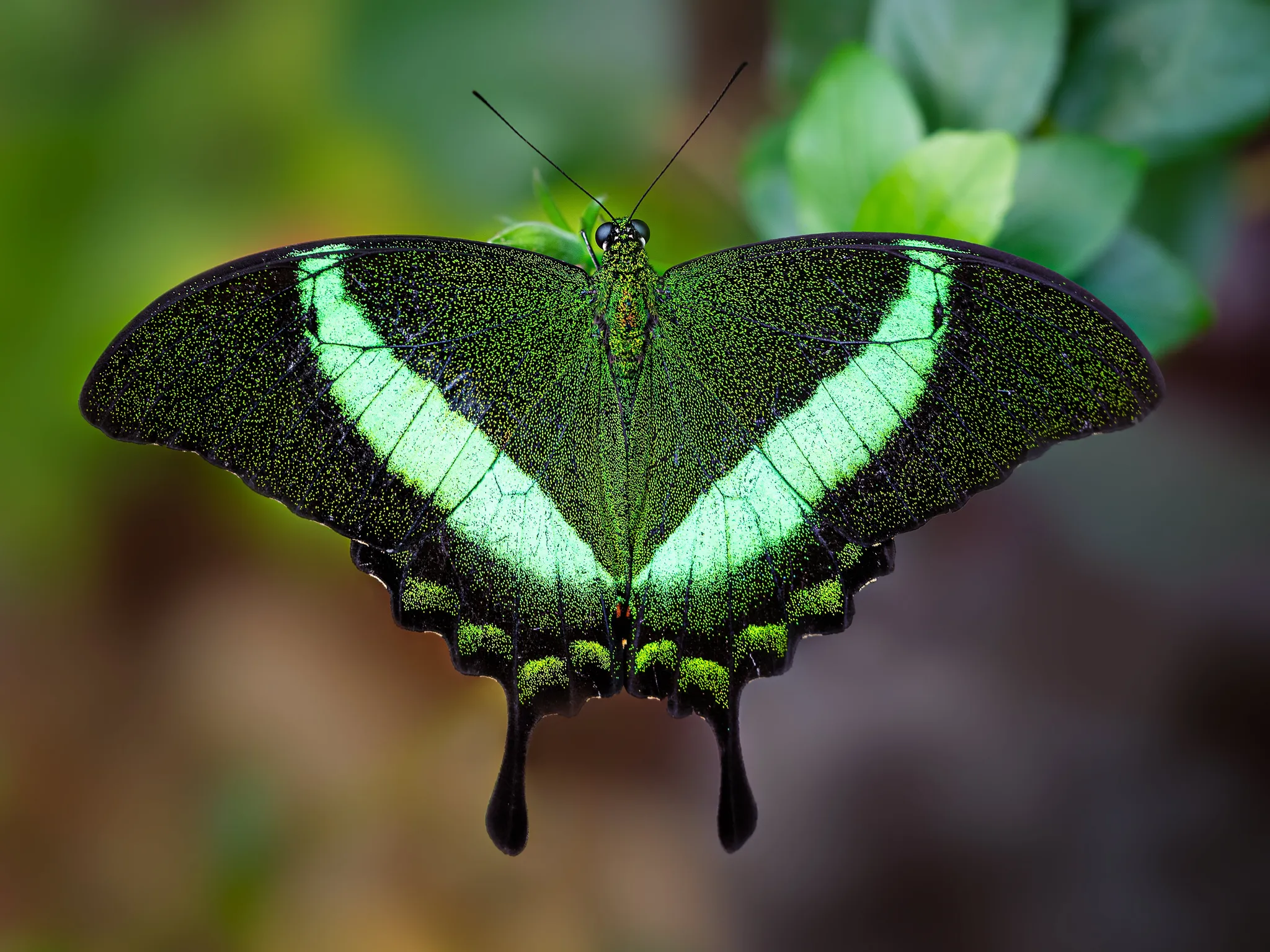 Emerald Swallowtail