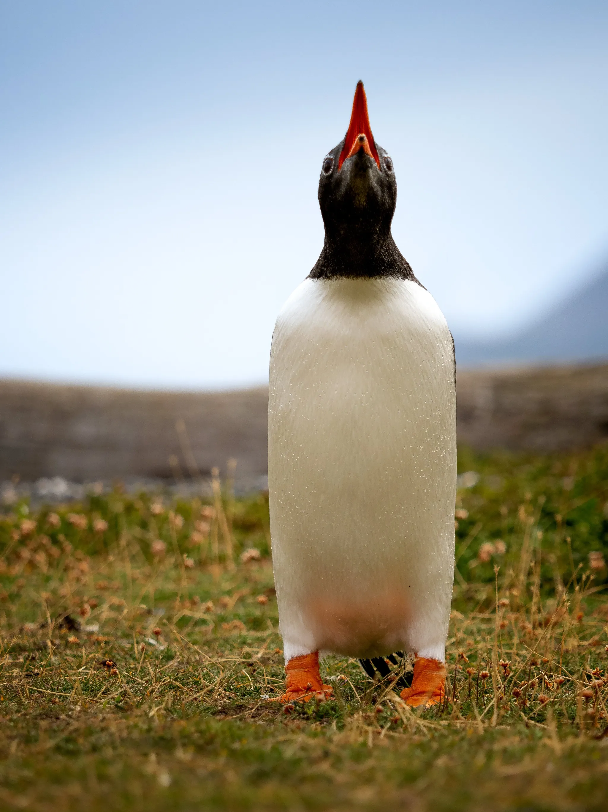 Gentoo Penguin