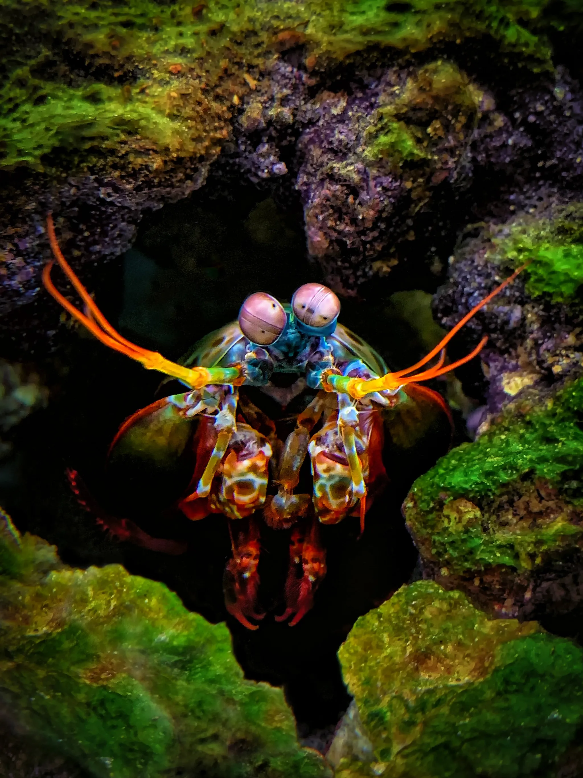 Oatmeal, my former pet Mantis Shrimp