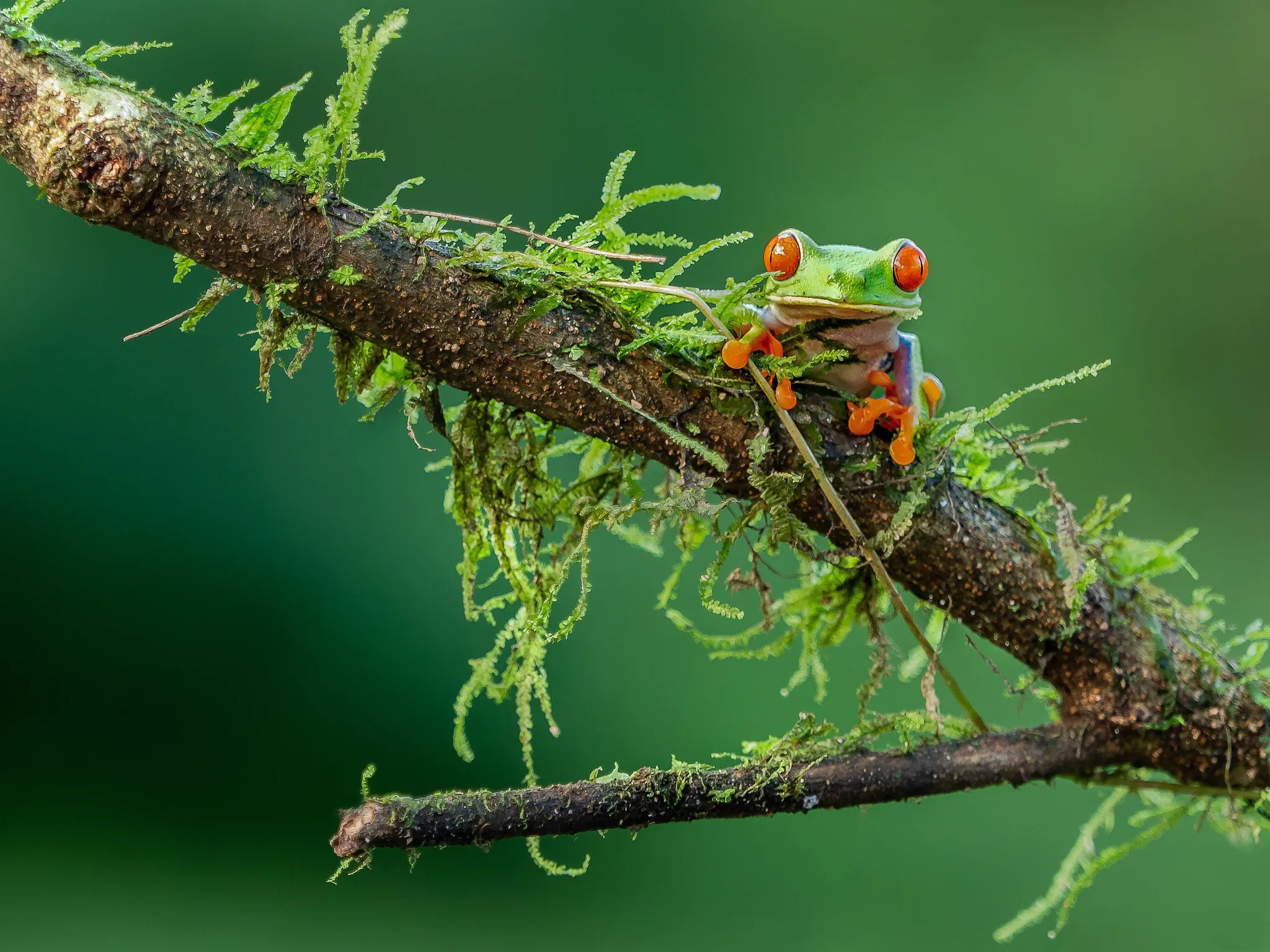 Red-Eyed Tree Frog