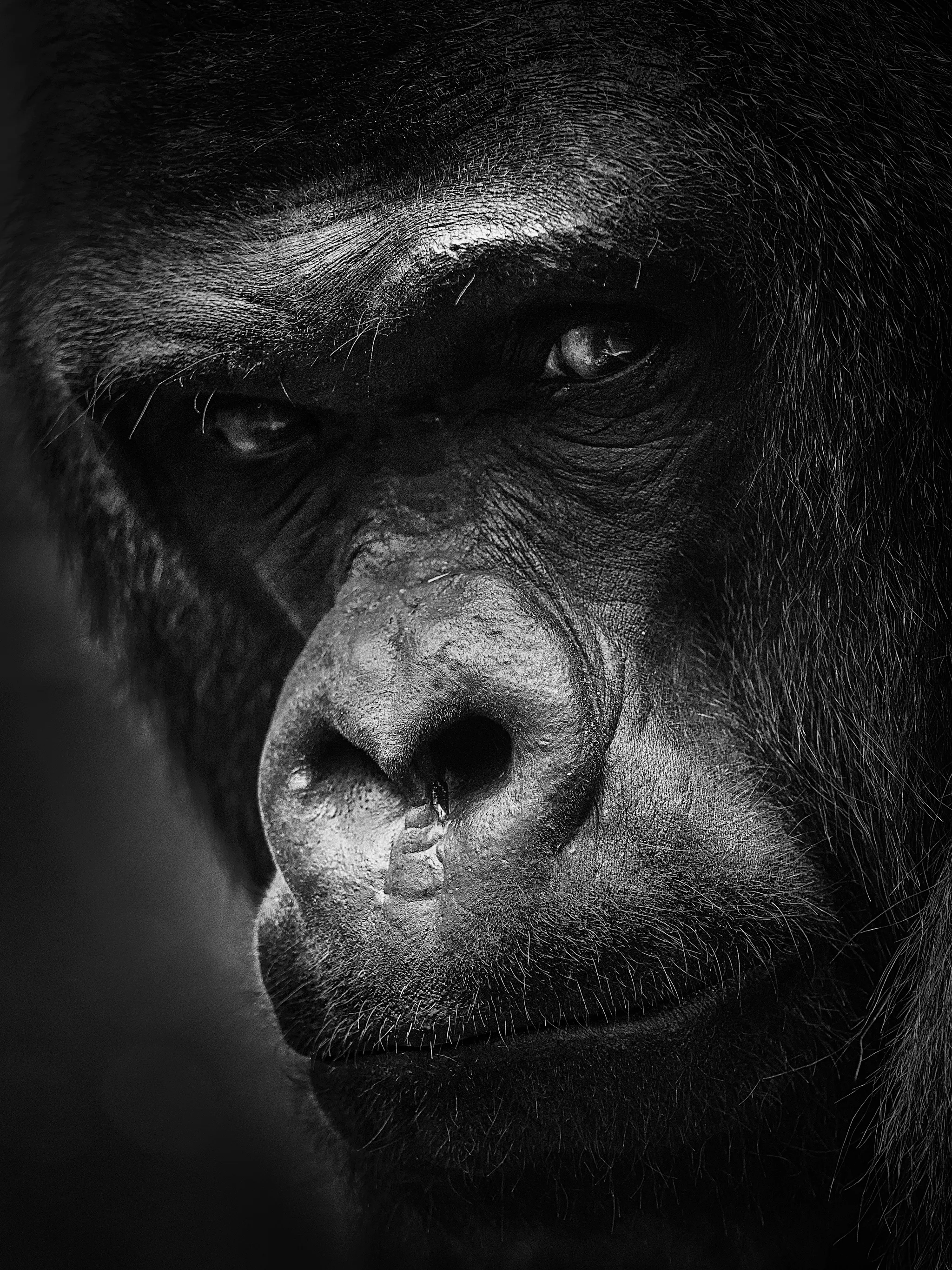 Western Lowland Gorilla